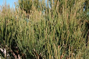 herba ephedra utilisé en phytothérapie