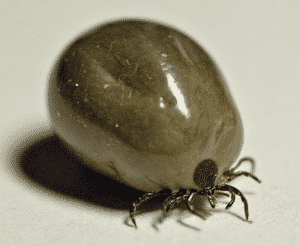 Maladie de Lyme - Tique